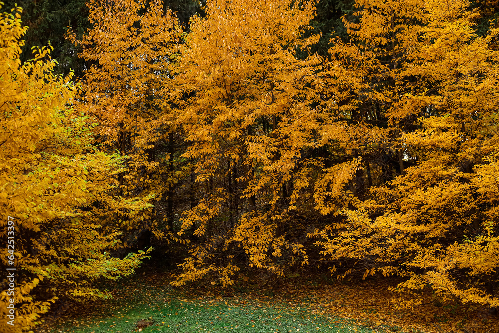 Trees with yellow leaves in autumn forest