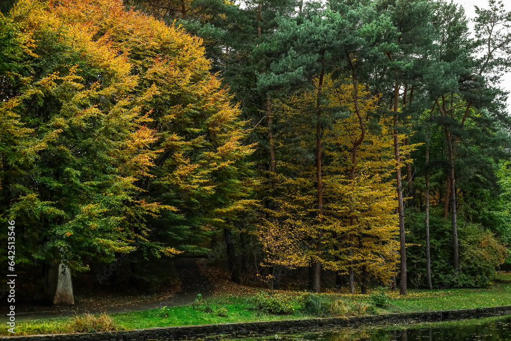 View of beautiful autumn park with trees