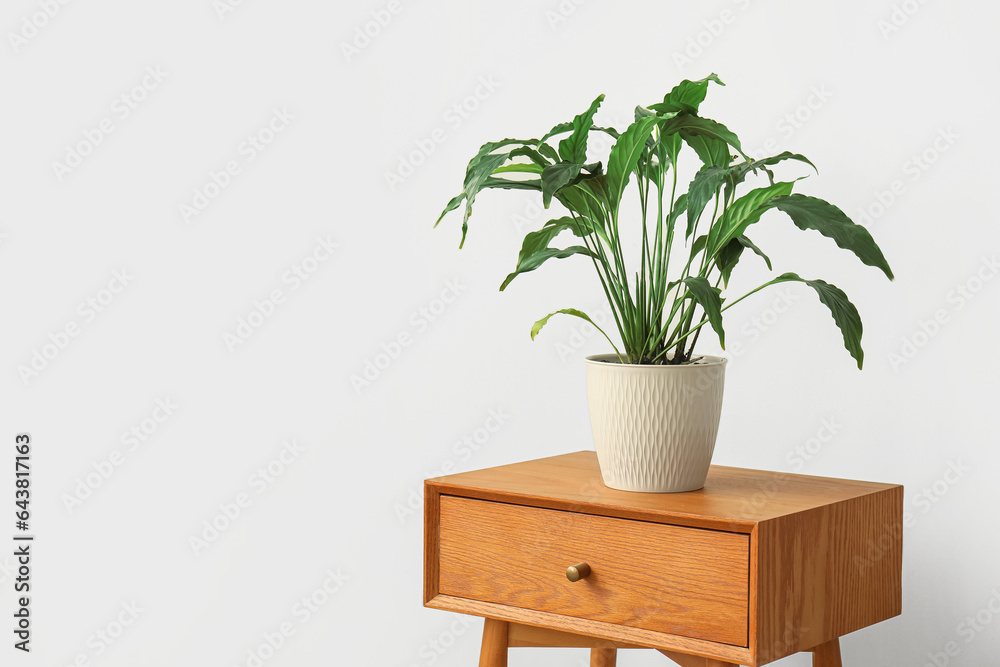 Green plant on wooden table near light wall