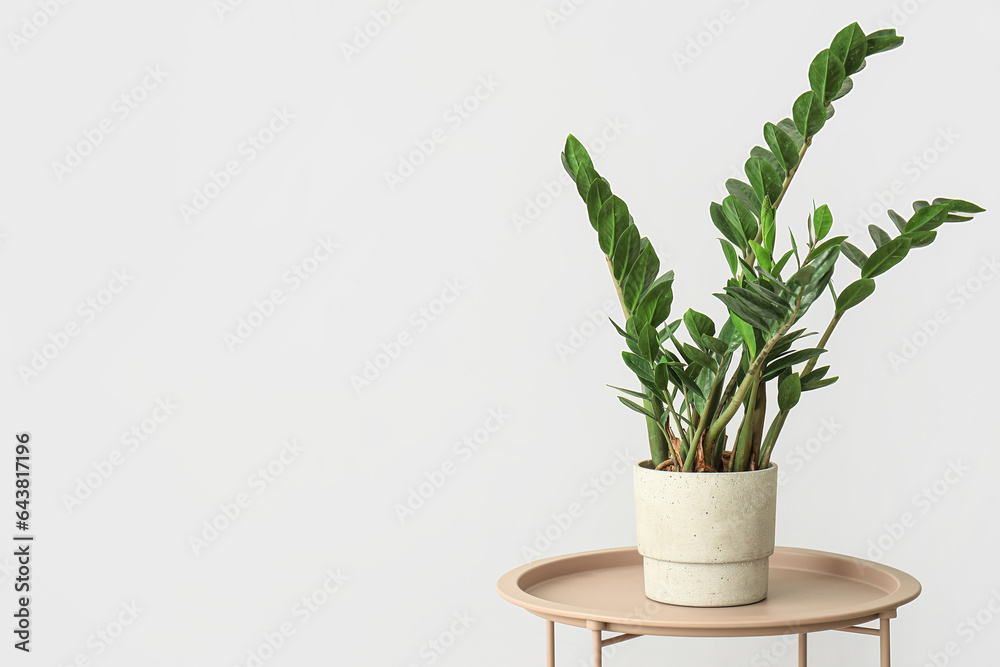 Green plant on table near light wall