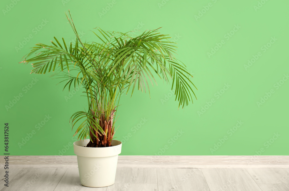 Palm tree near green wall in room