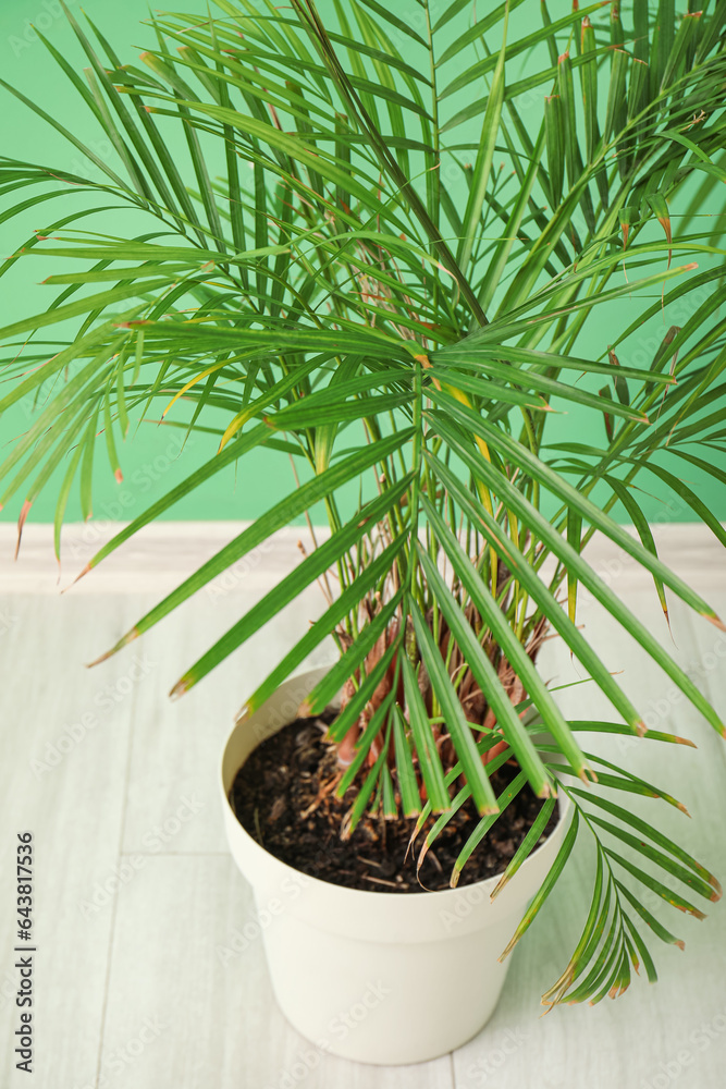 Palm tree near green wall in room, closeup