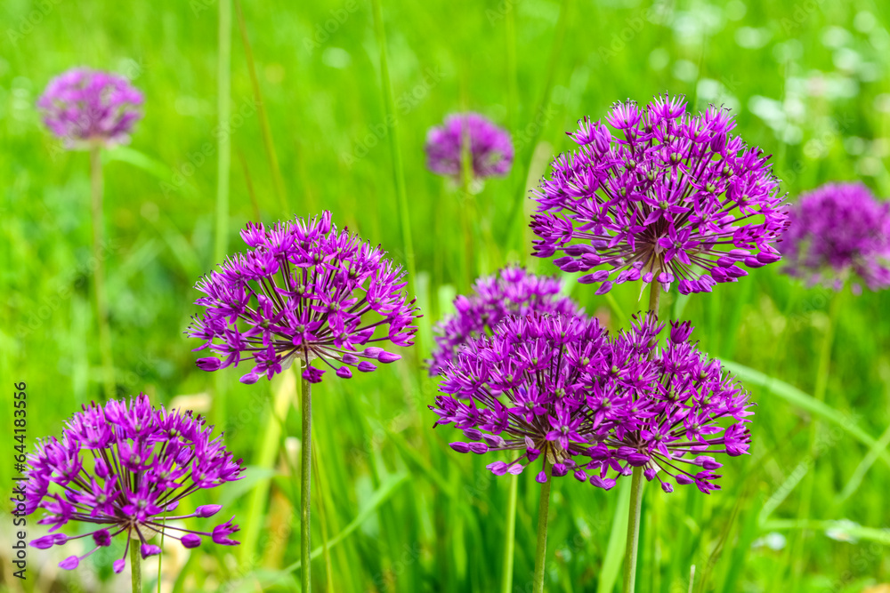 Purple flowers blooming on sunny day, closeup