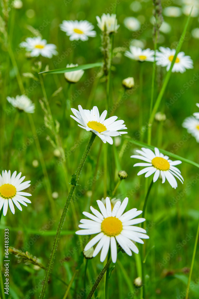 Beautiful white flowers blooming outdoors, closeup