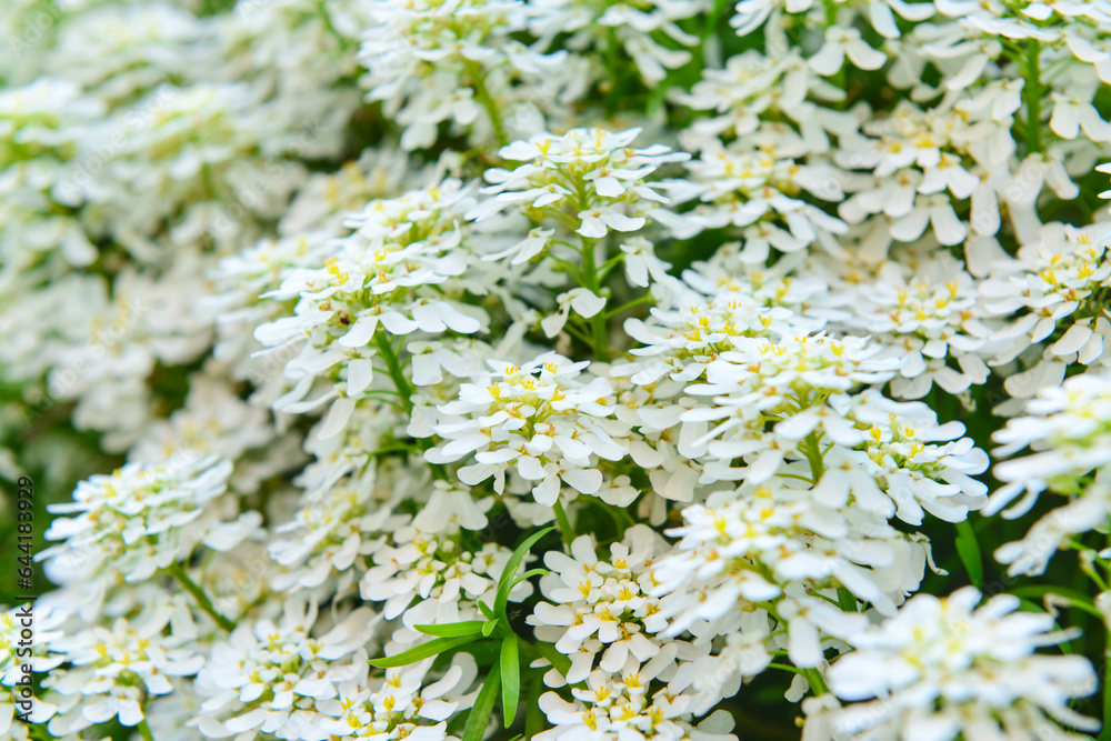 Plant with beautiful white flowers outdoors, closeup