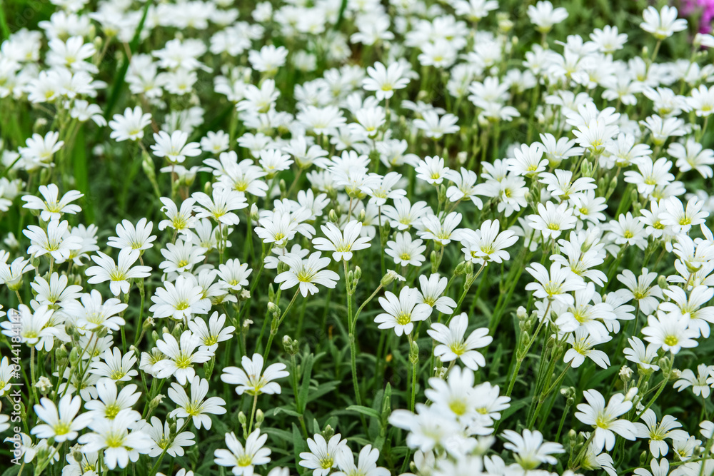 Beautiful white flowers blooming on sunny day, closeup