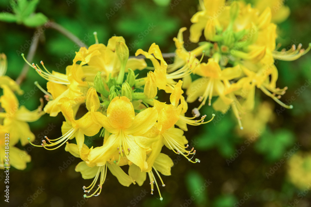 Beautiful yellow flowers blooming on sunny day, closeup