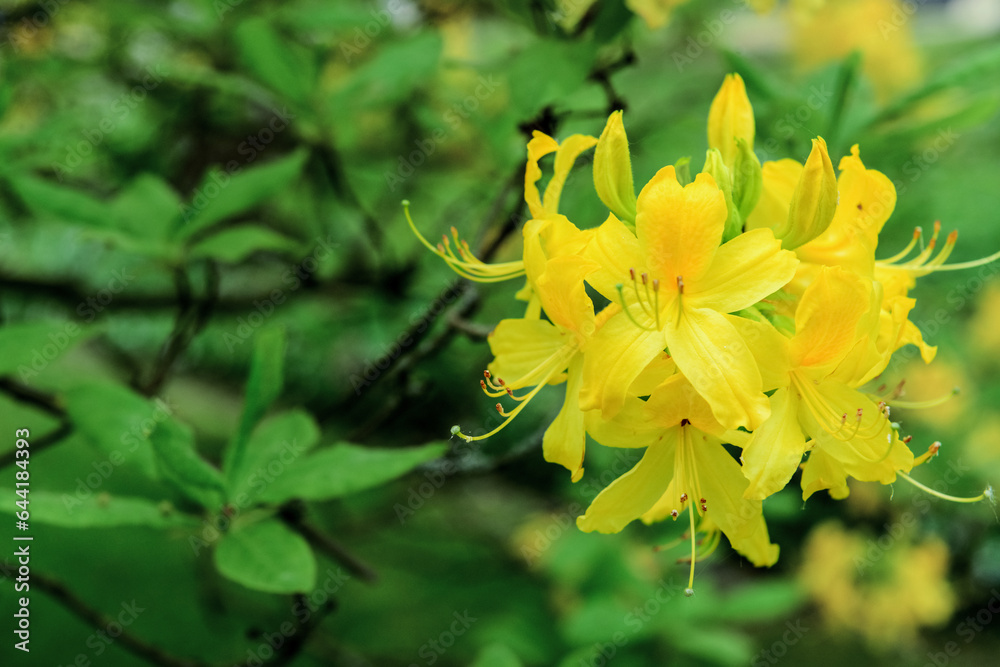 Beautiful yellow flowers blooming on sunny day, closeup