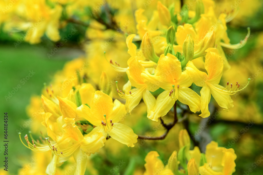 Beautiful yellow flowers blooming on sunny day, closeup