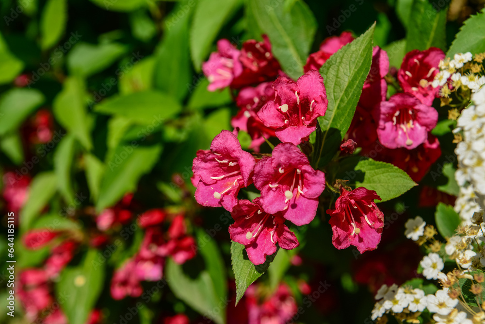 Beautiful red flowers blooming on sunny day, closeup