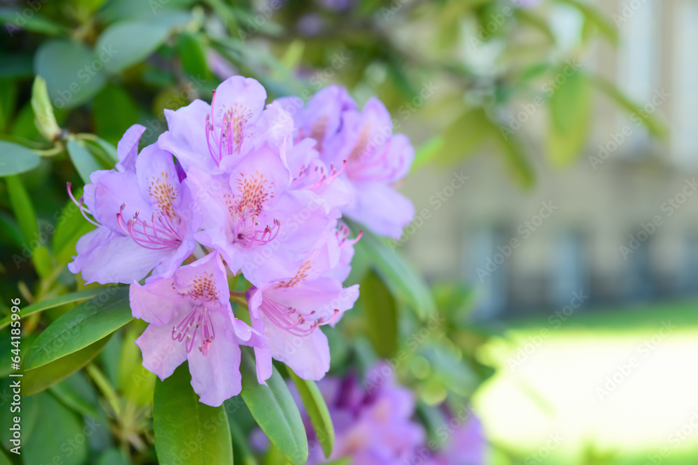 Beautiful Rhododendron with purple flowers outdoors, closeup