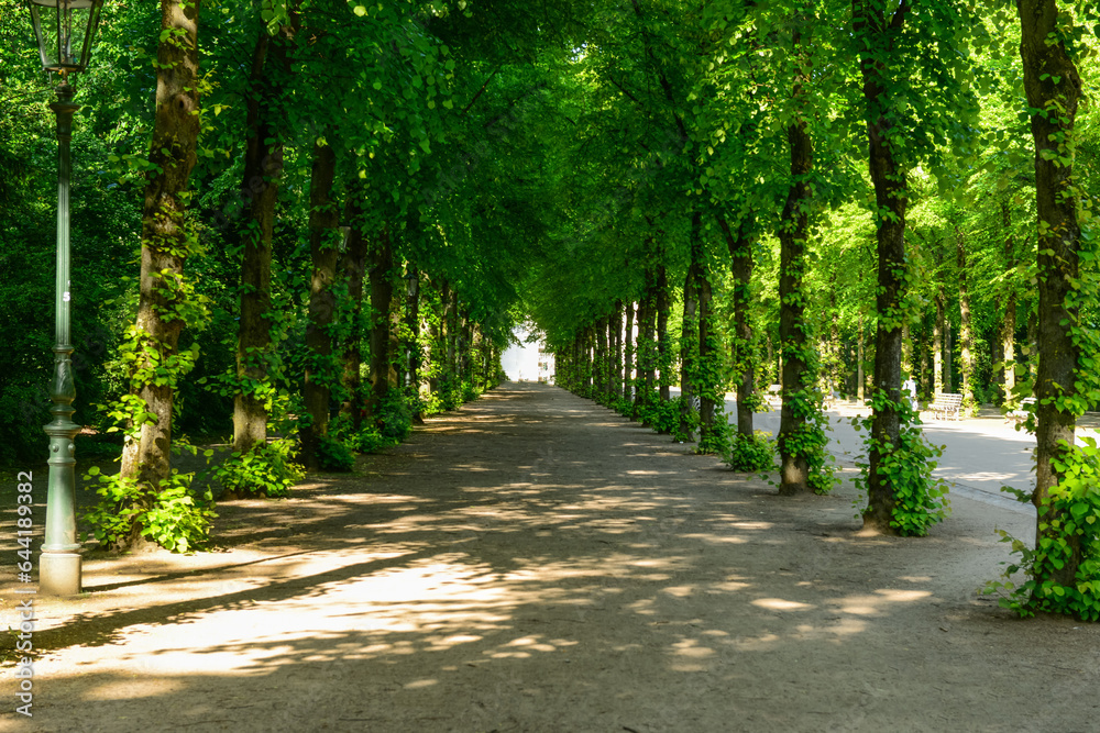 View of beautiful alley with green trees in park