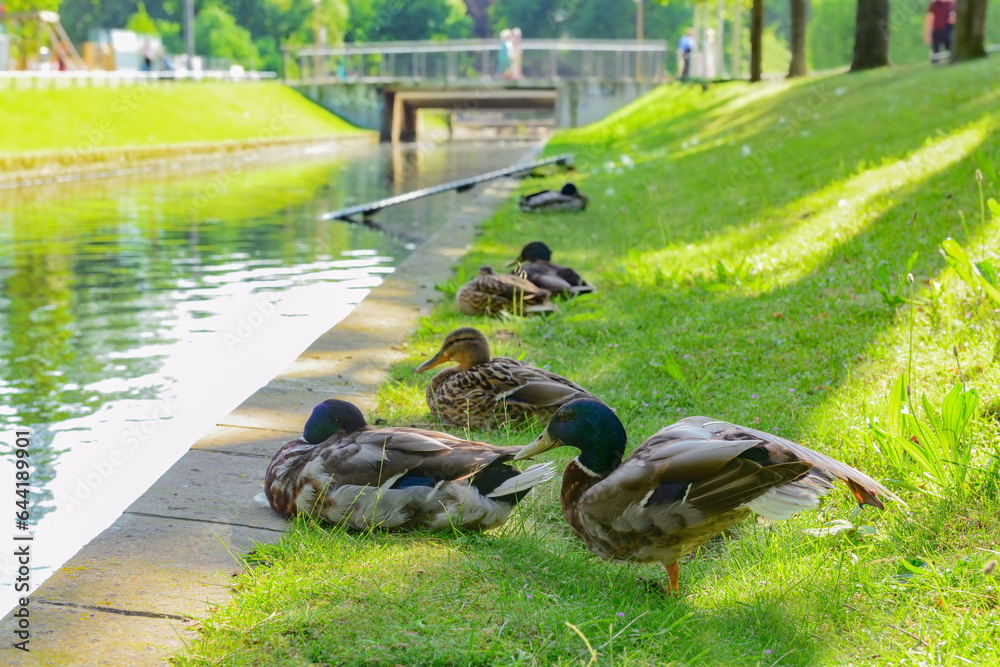 View of ducks on green grass in park