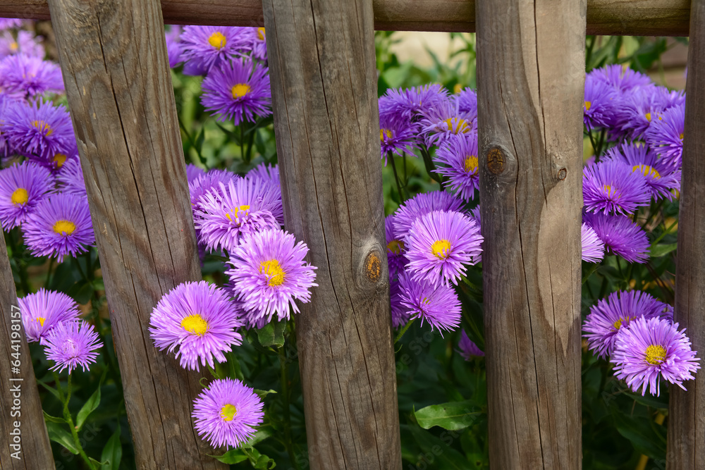 Beautiful aster flowers behind wooden fence, closeup