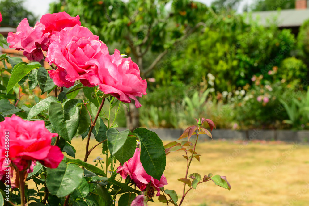 Beautiful pink roses blooming in garden, closeup