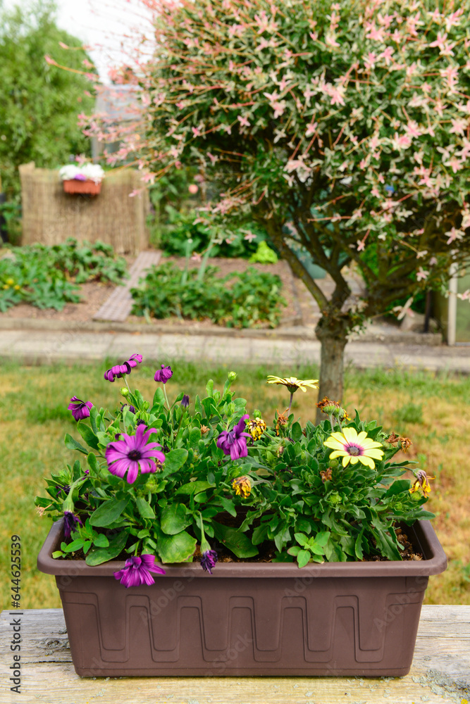 Pot with beautiful flowers in garden, closeup