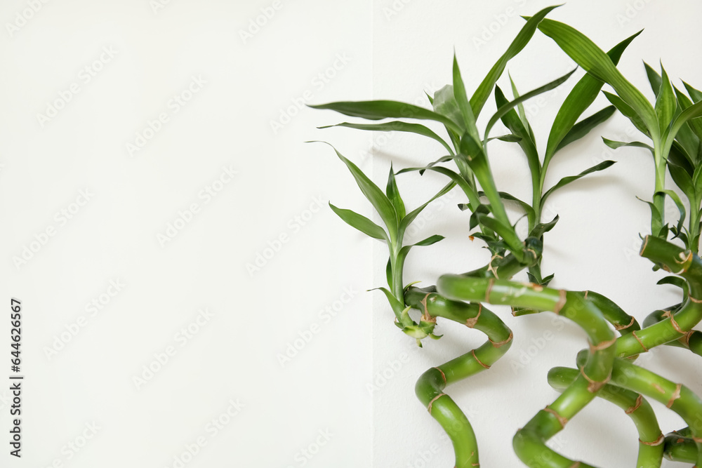 Green bamboo stems on light background, closeup