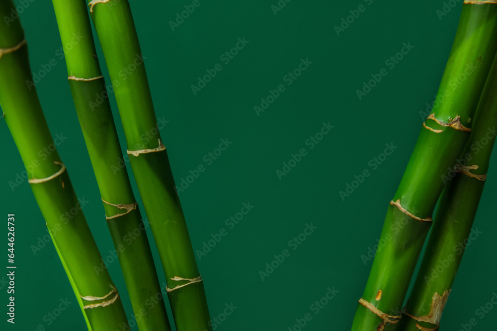 Bamboo stems on color background, closeup