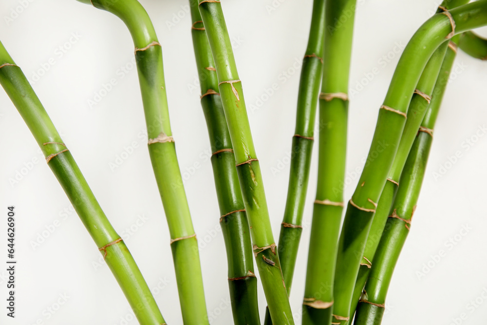 Green bamboo branches on light background, closeup