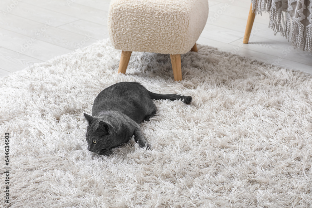 Cute British cat lying on carpet in living room at home