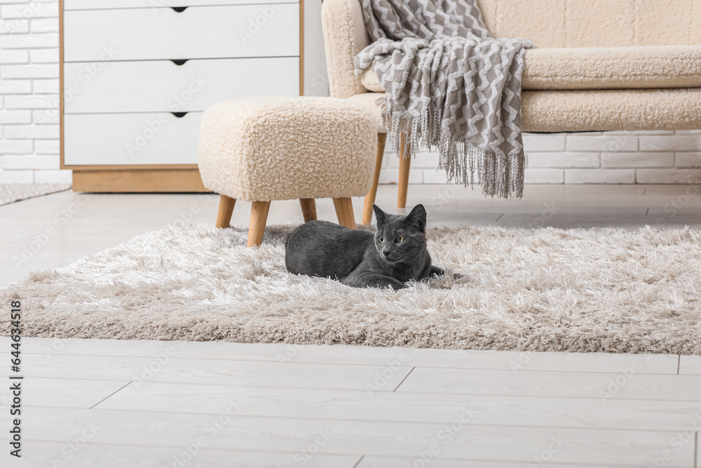 Cute British cat lying on carpet in living room at home