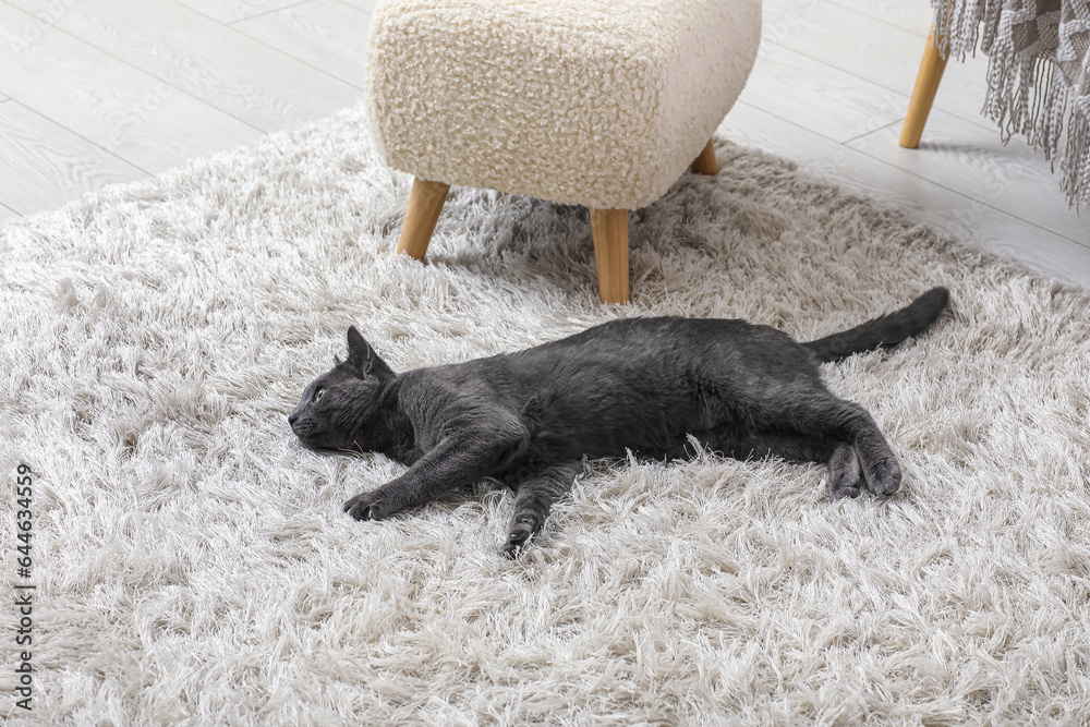 Cute British cat lying on carpet in living room at home