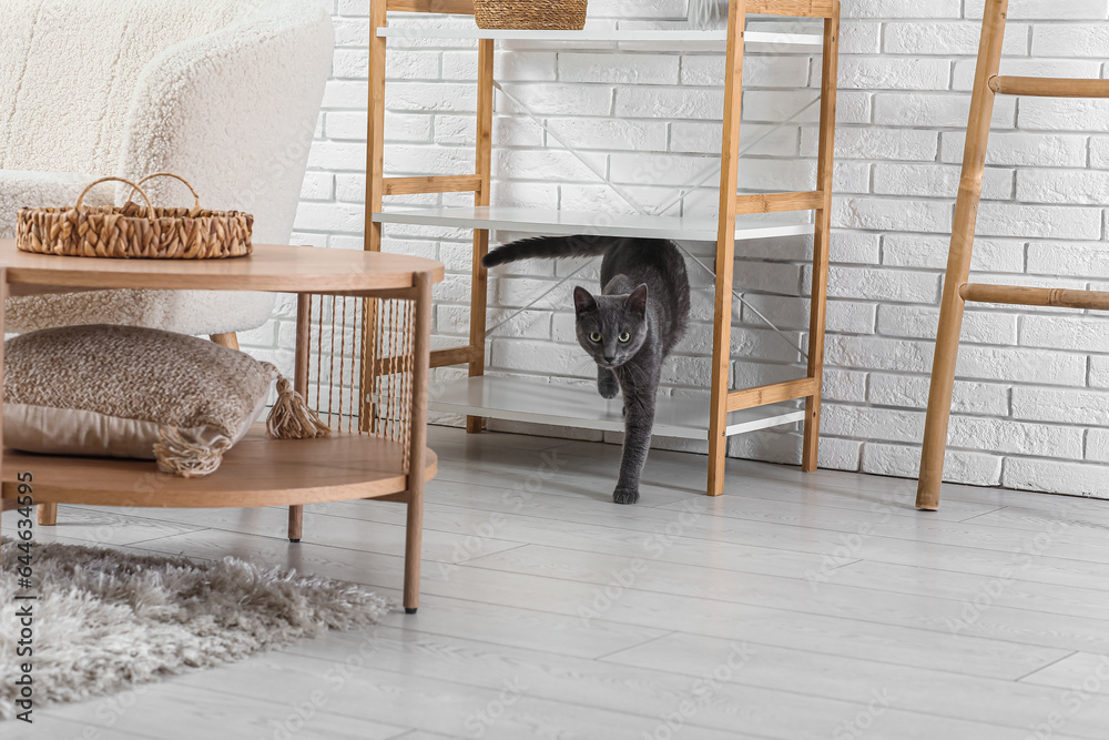 Cute British cat in living room at home