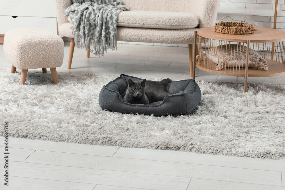 Cute British cat lying in pet bed at home