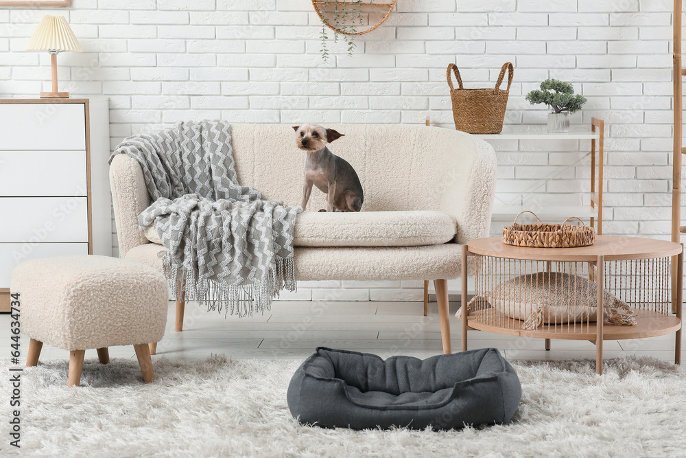 Cute small Yorkshire terrier dog on sofa at home