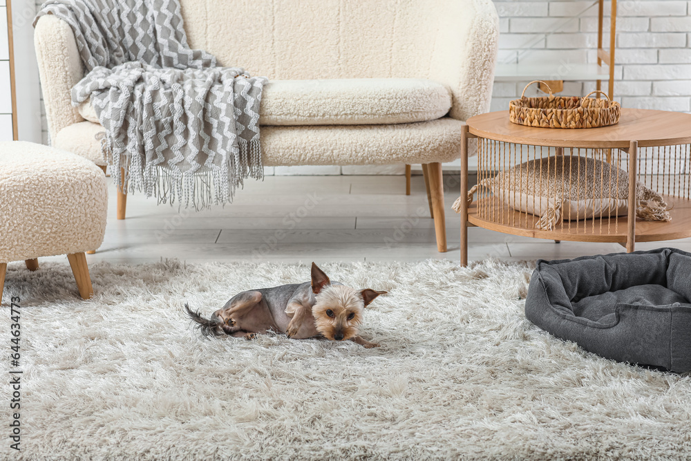 Cute small Yorkshire terrier dog with pet bed in living room at home