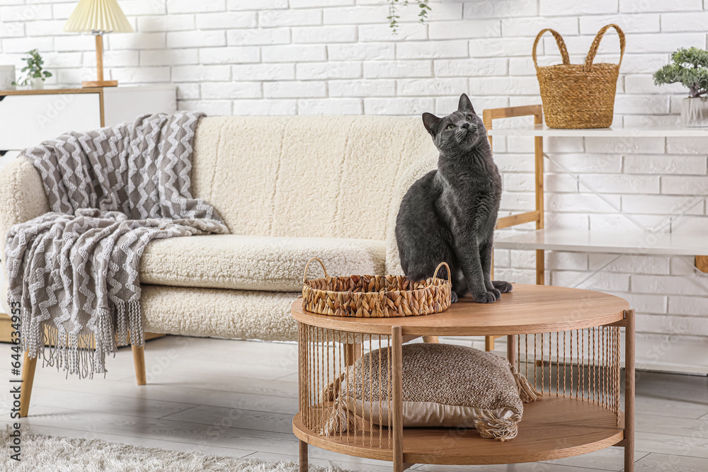 Cute British cat sitting on table in living room at home