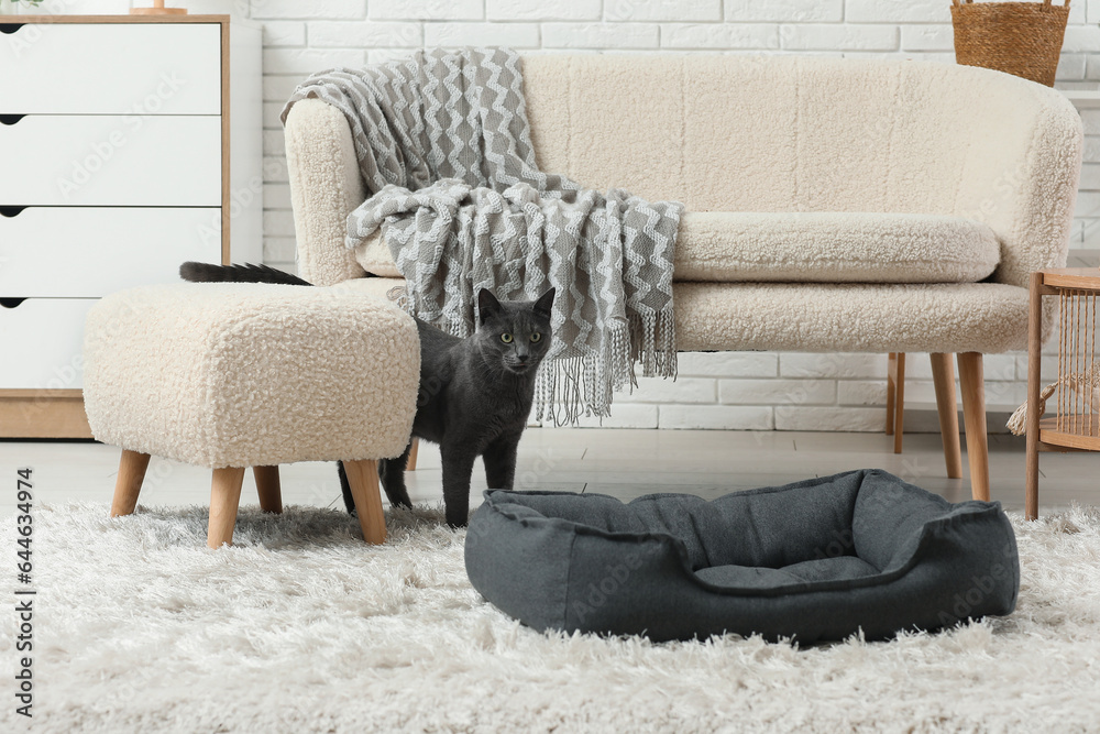 Cute British cat with pet bed in living room at home