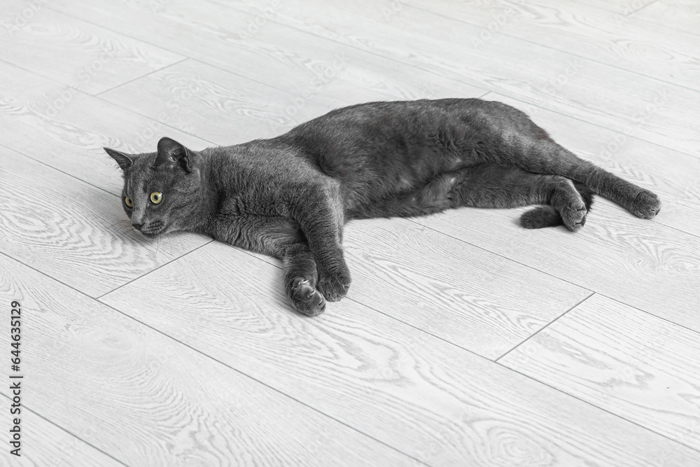 Cute British cat lying on floor