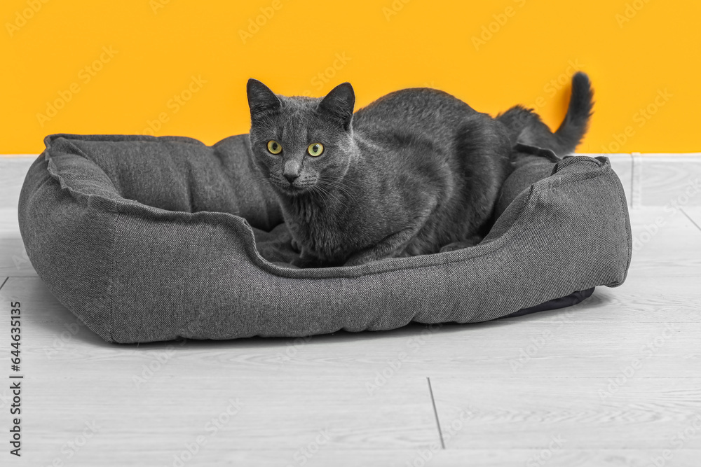 Cute British cat lying in pet bed on floor near yellow wall