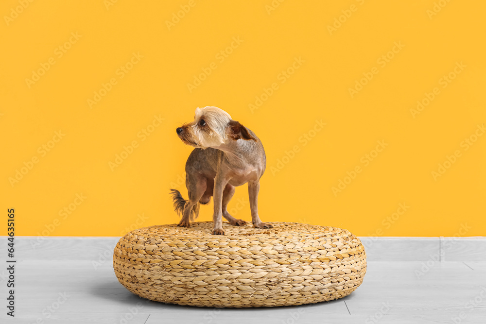 Cute small Yorkshire terrier dog sitting on wicker ottoman near yellow wall