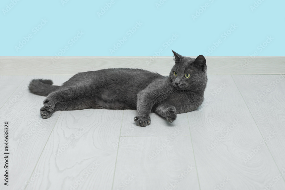 Cute British cat lying on floor near blue wall