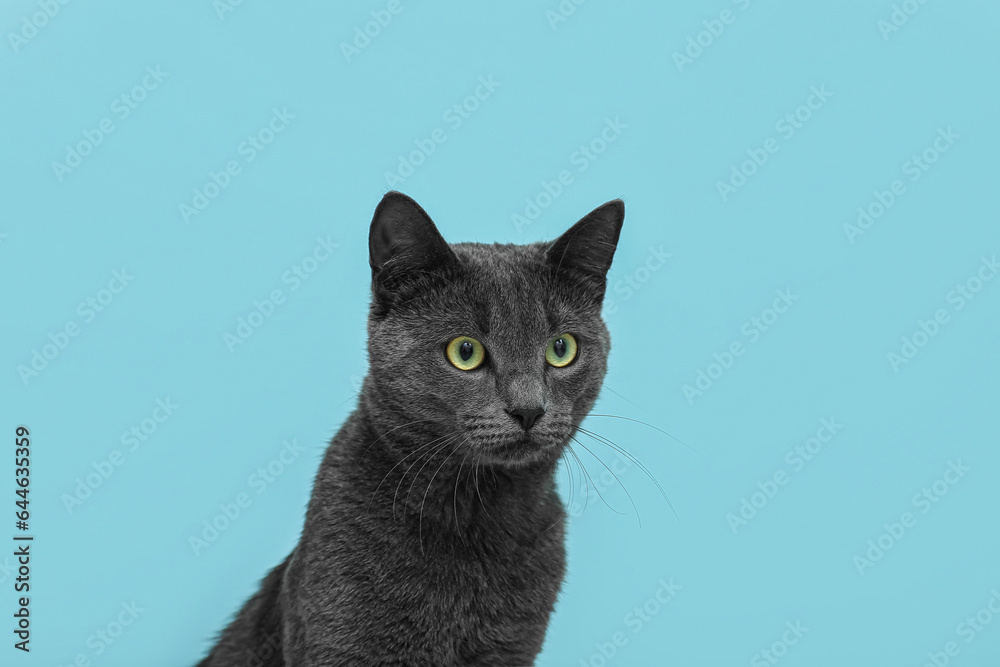 Cute British cat on blue background