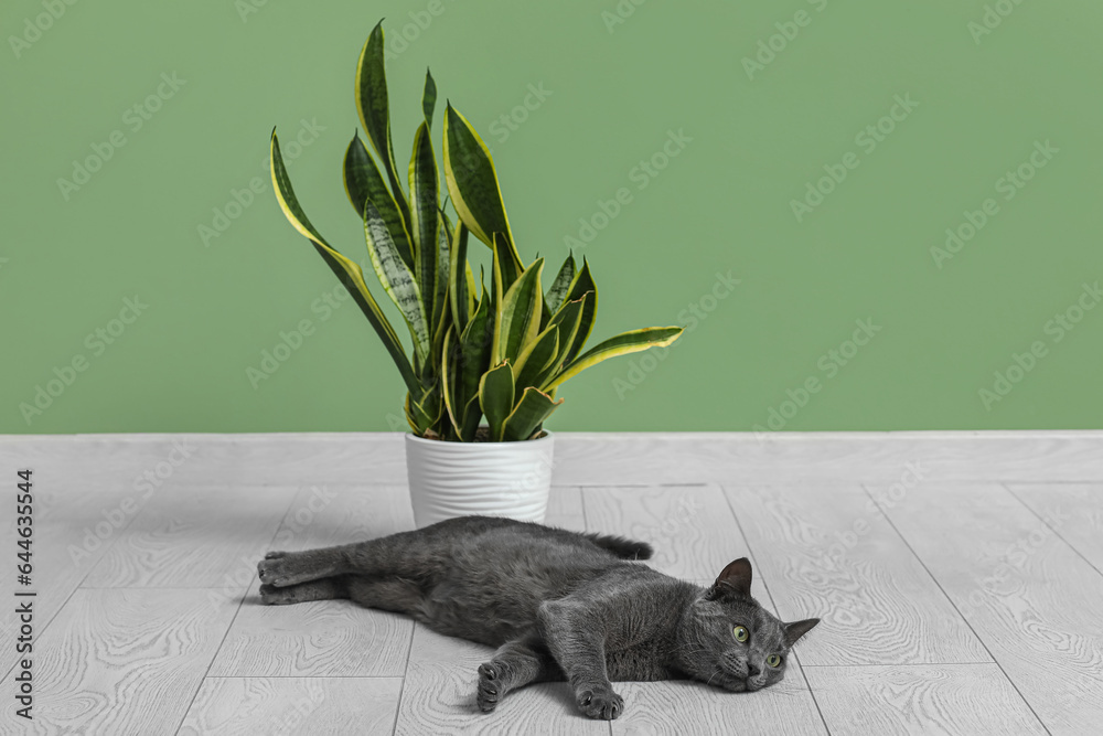 Cute British cat with houseplant lying on floor near green wall