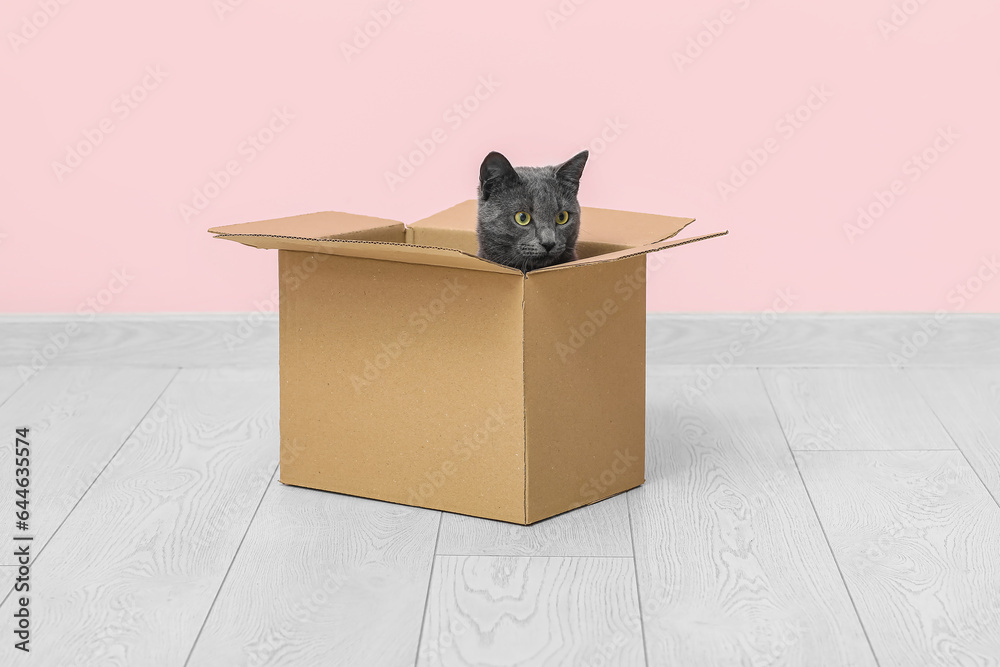 Cute British cat sitting in box on floor near pink wall