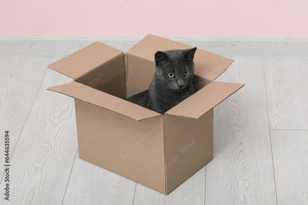 Cute British cat sitting in box on floor near pink wall