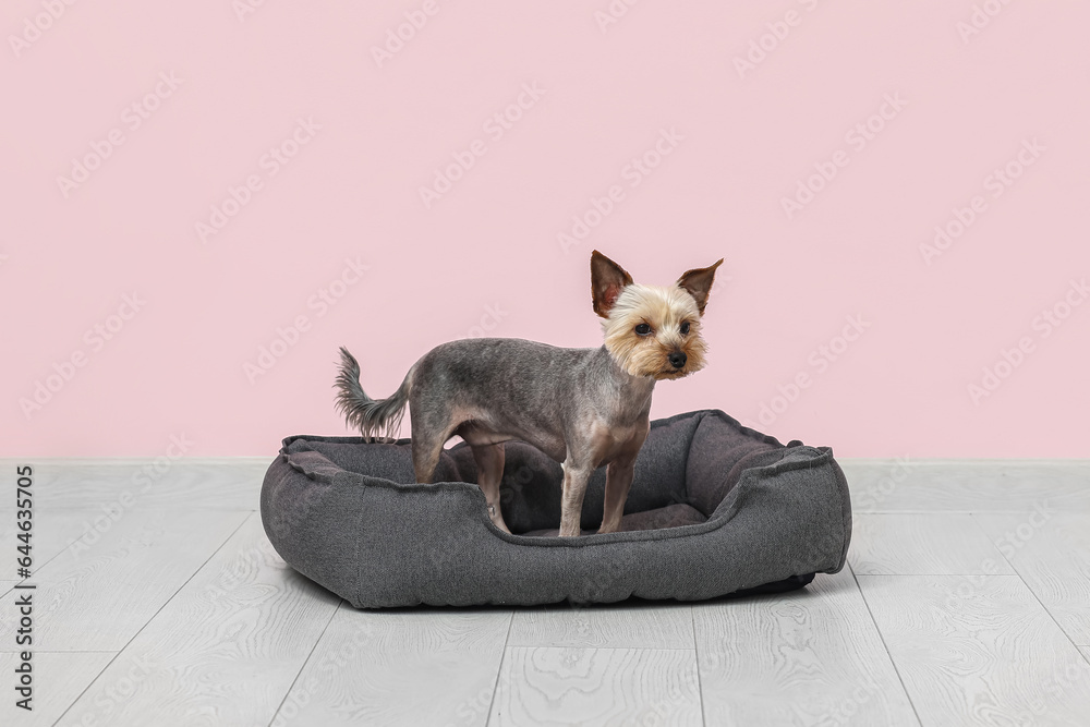 Cute small Yorkshire terrier dog sitting in pet bed on floor near pink wall