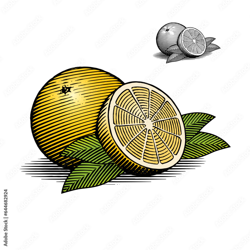 A vintage style illustration of Oranges with leaves. The illustration is in a vintage woodcut style.