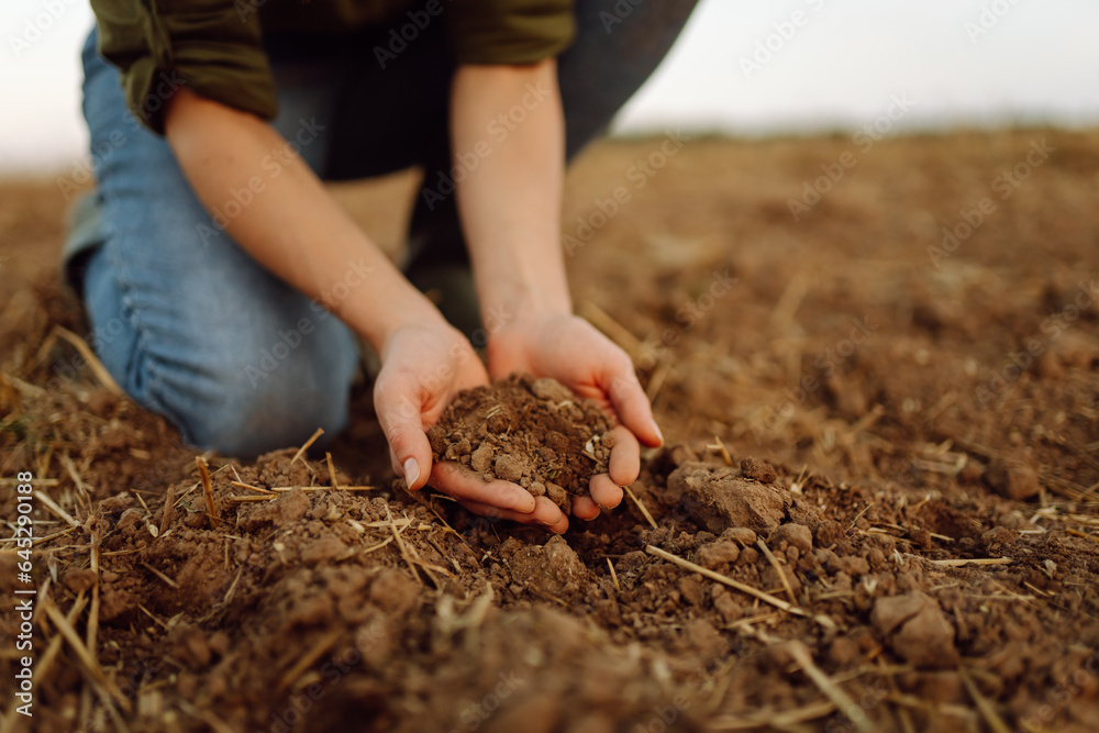 Soil in the hands of a woman farmer. The experienced hands of the female farmer check the health and