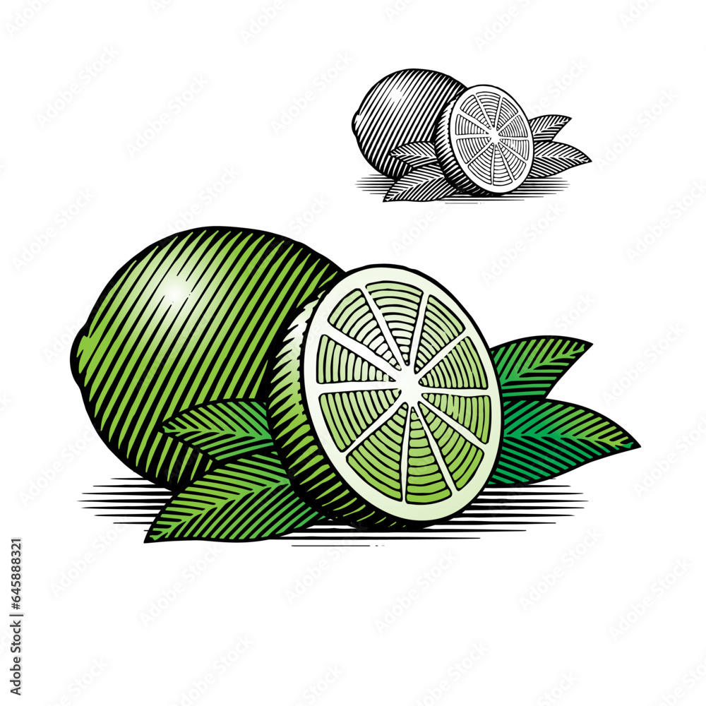 Illustration of Limes in a traditional vintage woodcut style. 