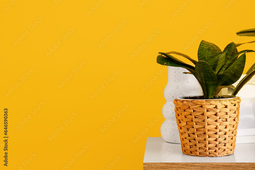 Green houseplant on shelf near color wall