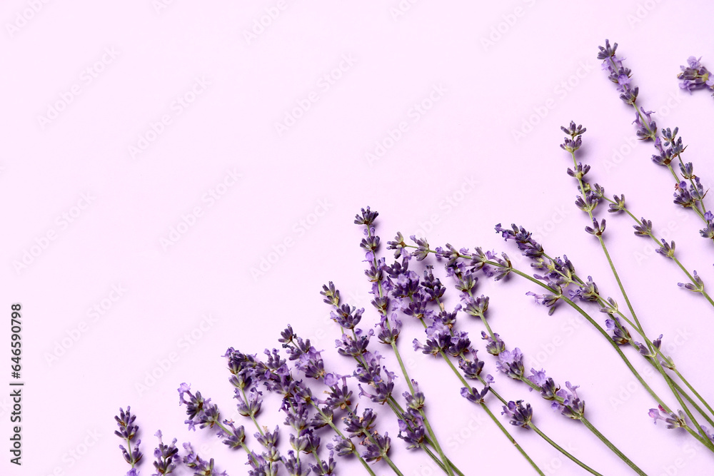 Branches of beautiful lavender flowers on light purple background