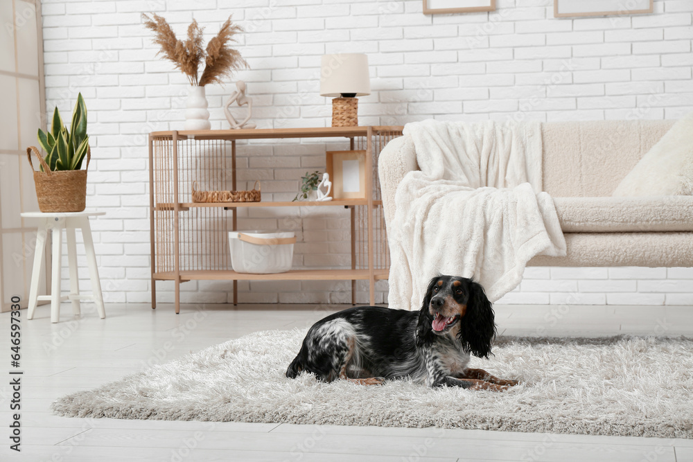 Cute cocker spaniel lying on fluffy carpet in living room