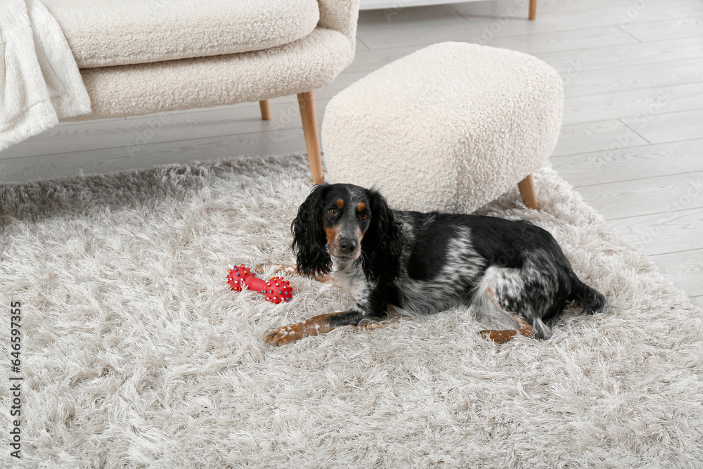 Cute cocker spaniel with toy lying on fluffy carpet in living room