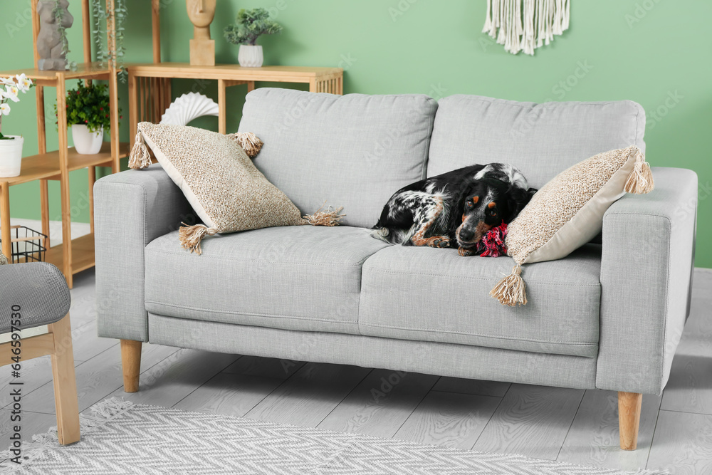 Cute cocker spaniel with toy on grey sofa in living room