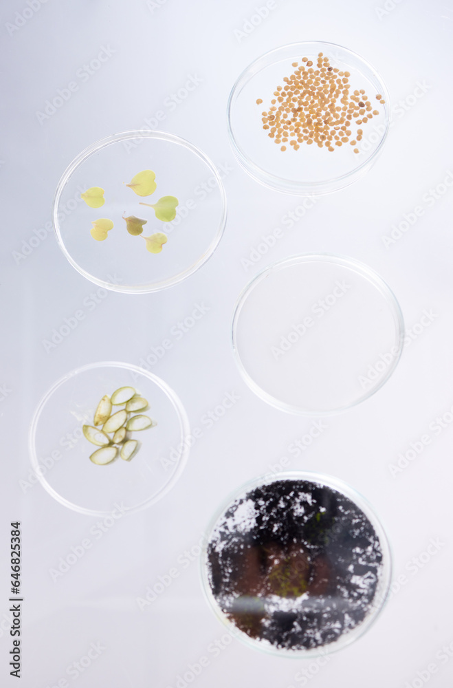 Petri dish, sample and science, ecology and leaves with soil, agriculture and environment study top 